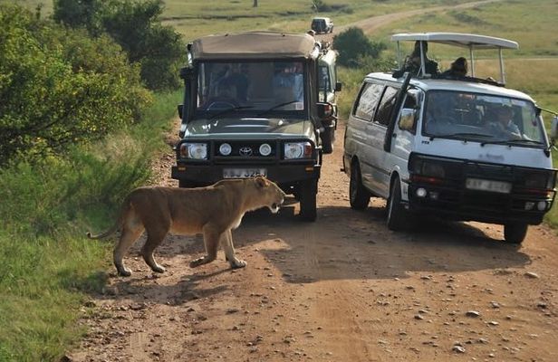 Nairobi Airport Layover Half Day Tour to Nairobi National Park