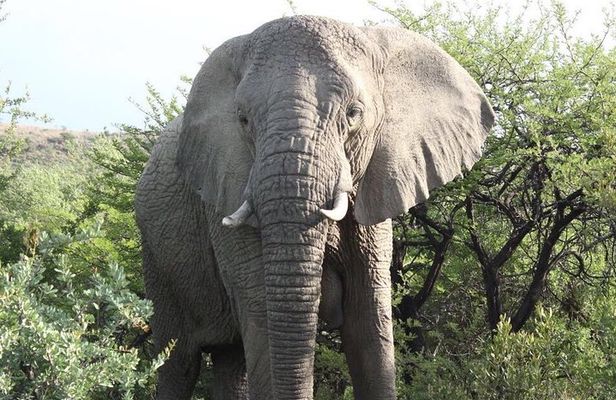 Lion Park Safari Tour in Johannesburg