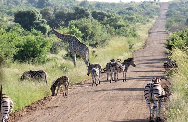Pilanesberg Safari experience