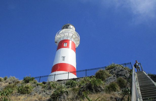 "Pinot to Palliser tour" - Guided tour to Cape Palliser vith lunch + winetasting