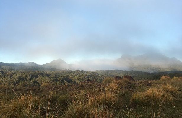 Private Tour in Horton Plains National Park & World's End Tour with Pick up