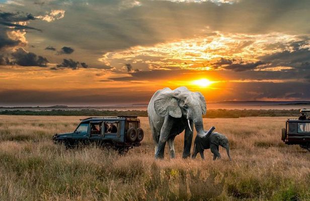 2 Days Northern Circuit Safari (lake Manyara & Ngorongoro)