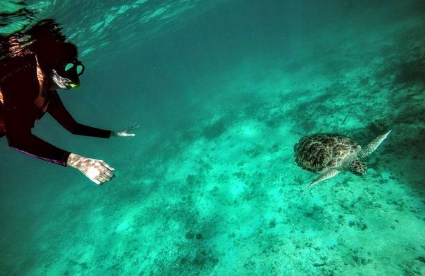 Private Cenote & Snorkeling Tour with Turtles in Akumal