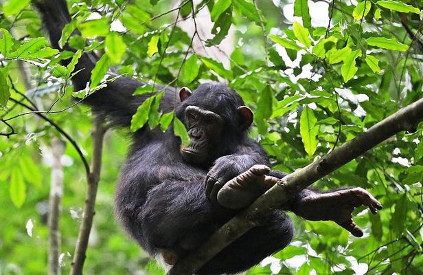 Experience Chimpanzee Trekking in Budongo Forest