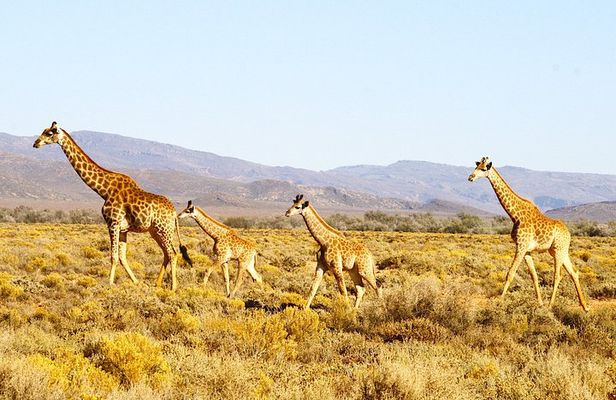 4 Day Cape Town Essential Tours & Overnight Big 5 Safari At Inverdoorn