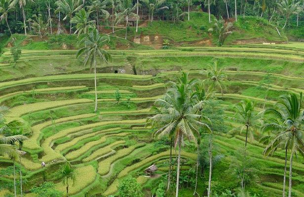 Bali Benoa Shore Excursion for cruise's passenger - All Inclusive