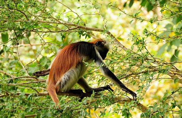 Jozani Forest, Village Tour and Mtende Beach Private Trip
