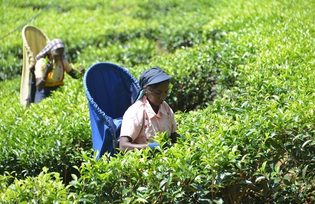 Galle Fort And Tea Factory Visit