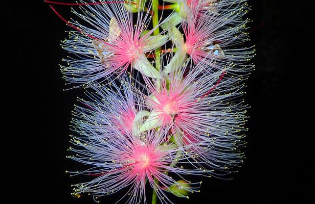 Night Tour in Iriomote: Watch the One-Night Flower “Sagari-bana”