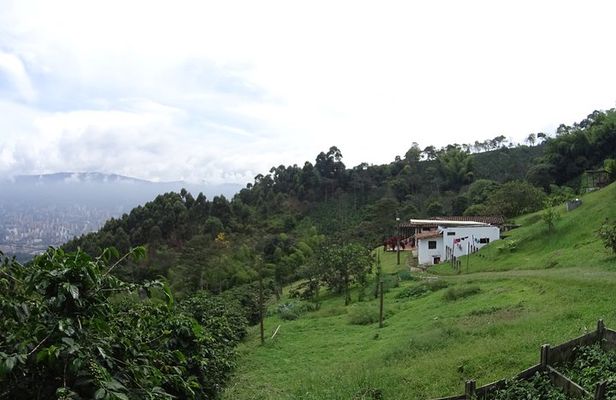 TOUR the Coffee Soul: Premium Coffee and Tasting Tour