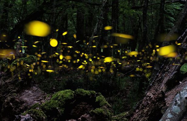 Ishigaki Sunset Limited Time Yaeyama Firefly Viewing Tour