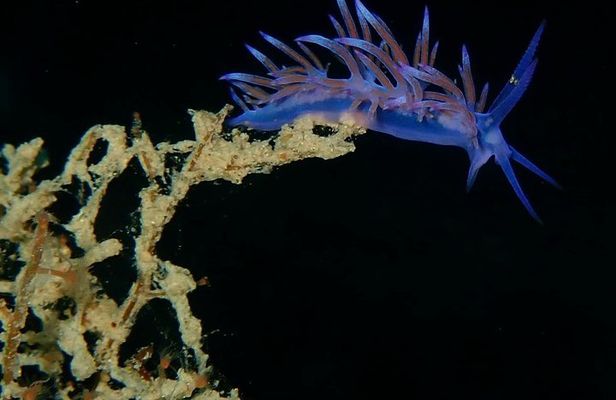 Discover Scuba Diving in Naxos, Greece