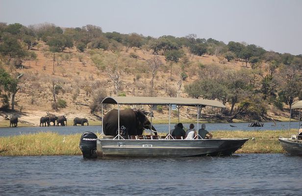 Chobe day safari from Victoria Falls