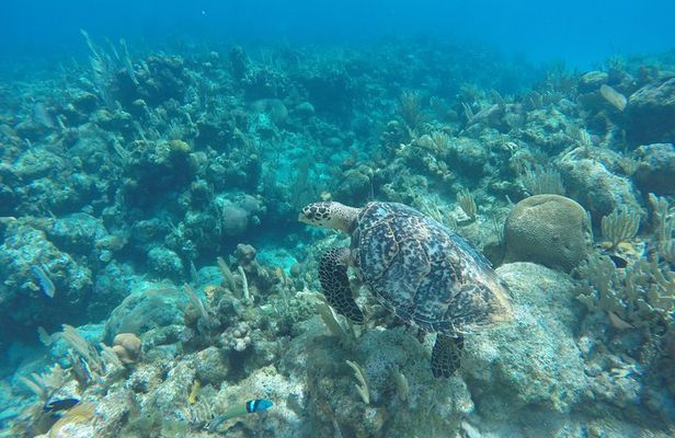 Roatan by Land and Sea