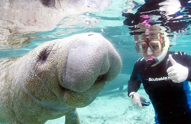 Swim with Manatees in Florida