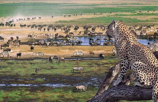 Ngorongoro Crater Day Trip