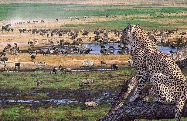 6 days Private Safari Tour Tanzania