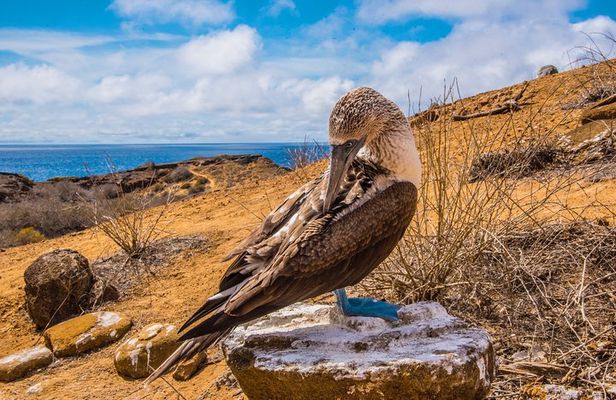 North Seymour Island & Bachas Beach on board of Sea Lion Yacht