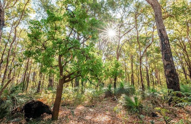 Darling Ranges | Kitty's Gorge Guided Hike