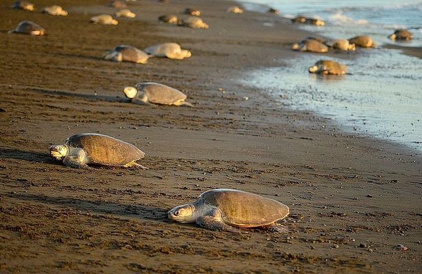 Turtle Tour Near Samara Beach