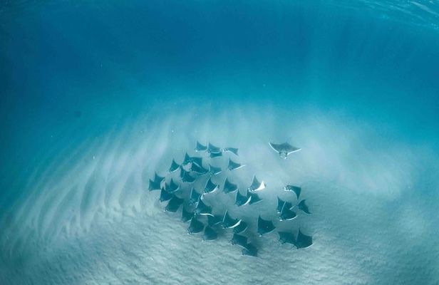 Mobula Ray Snorkeling