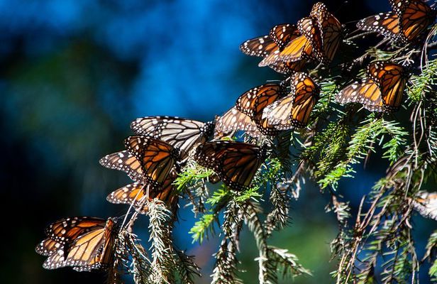 Monarch Butterfly Tour (Departing from Morelia)
