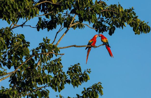 Wild Macaws Tours in Punta Islita from Playa Samara