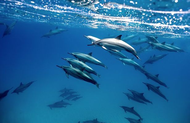 Cabo Wildlife SAFARI