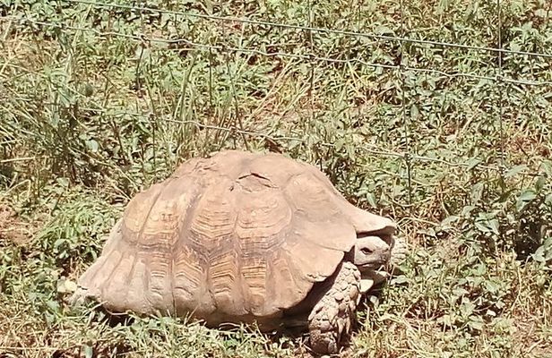 4 Days Safaris to Meru N/P and Samburu N/R.
