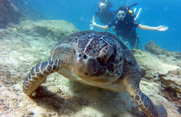 Discover Scuba diving