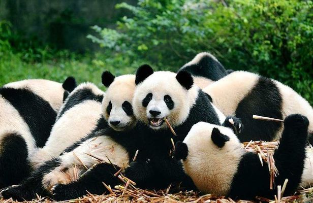 Flexible Private Chengdu Layover Tour