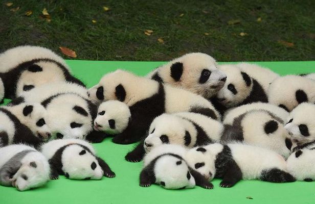 Private Chengdu Highlights Day Trip: Panda Base and City from Xi'an by Train