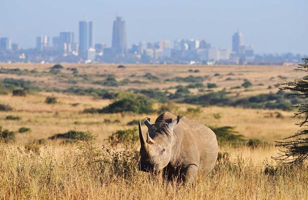 Half day Nairobi National Park Tour & Sheldrick Elephant Nursery