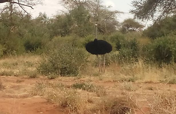 6 Days Safari to Samburu N/R, Aberdare N/P, Nakuru N/P and Maasai Mara N/R.