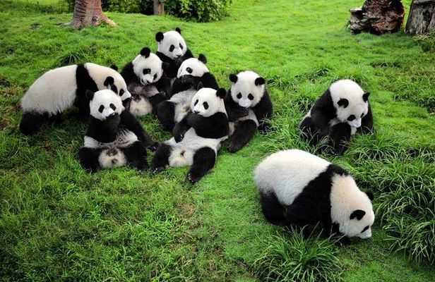 Chengdu Private Day Tour to Panda Base with Optional Volunteer