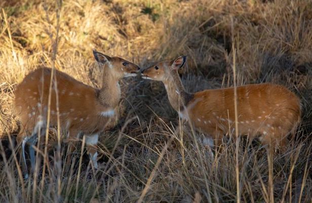 2 Day Selous wildlife view + Boat + Bushman walking safaris