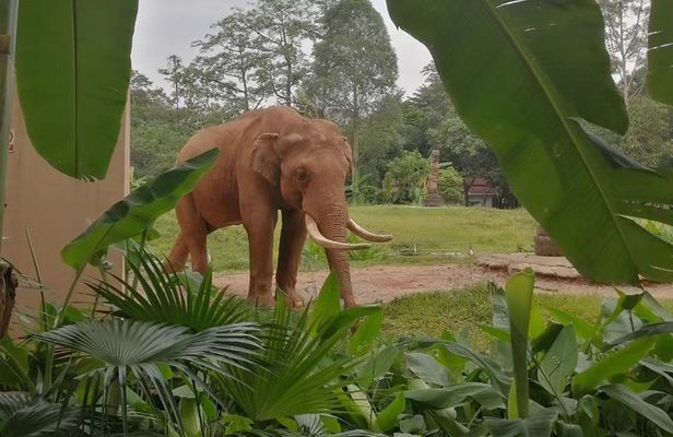 Private Family Day Tour in Guangzhou to Grandview Aquarium and Guangzhou Zoo