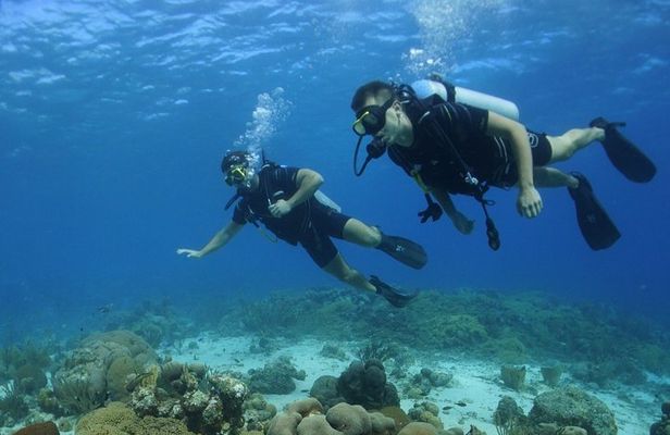 Guided Shore Dive for Certified Divers with Scubaçao (1 tank)