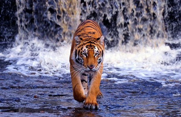 5 Day Golden Triangle with Ranthambore (Taj Mahal Sunset/Sunrise)