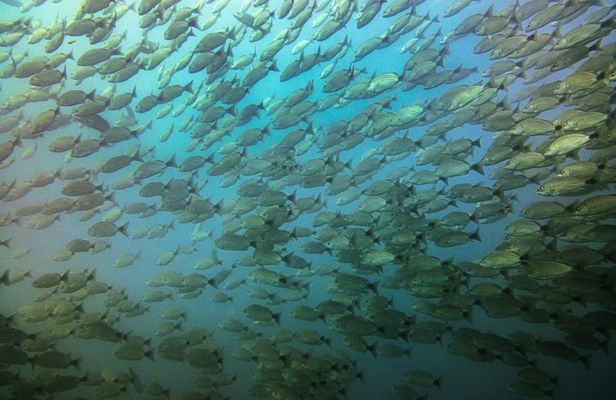 Half-Day Snorkeling Experience in Tamarindo