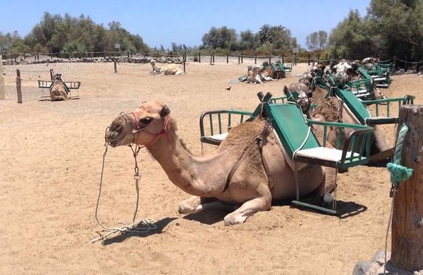 e-Scooter City Tour + Camel Ride inside Maspalomas Dunes 