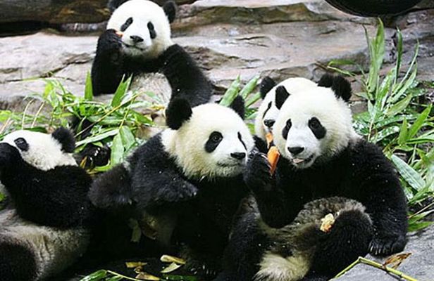 Guangzhou Chimelong Safari Park Private Guided Tour 