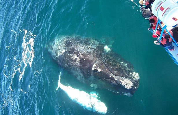 whale watching boat trip