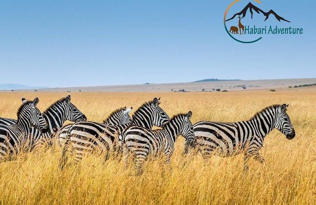 7 Days Safari. Serengeti, Tarangire, Lake Manyara & Ngorongoro Crater.