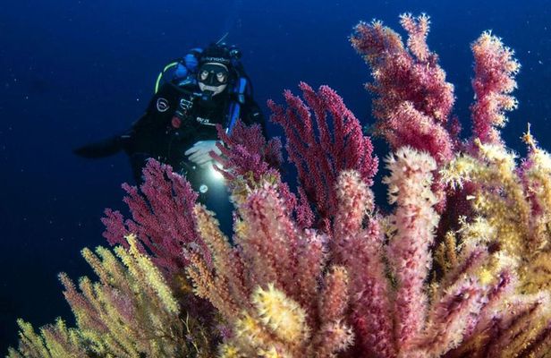 Scuba diving in Calabria, Italy