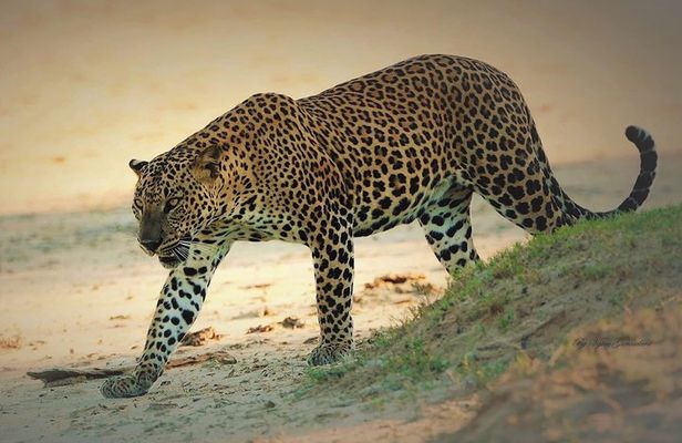 Special Half Day Yala Safari with Guide