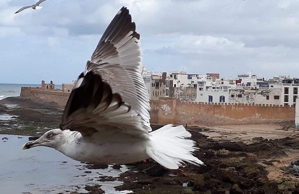 Essaouira one day Trip from Marrakech 