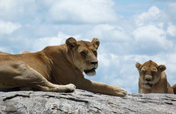 3 Days Lodge Safari