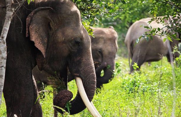 Half-Day Kumana National Park Private Safari with Pickup