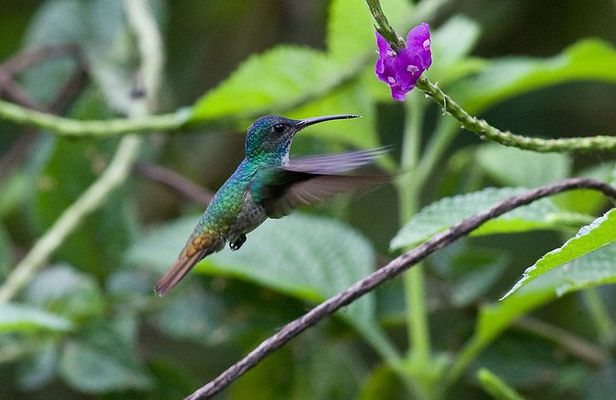4-Day Manu Jungle Trip from Cusco